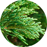 Historique d'un important joueur mondial d'huiles essentielles_Leader_cèdres