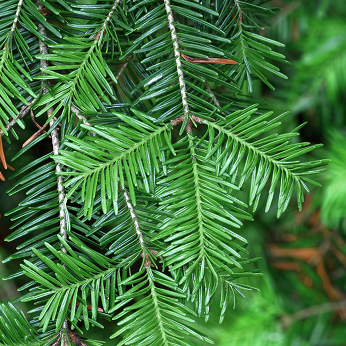 Canadian Naturals_Fir-Balsam_Sapin-Beaumier