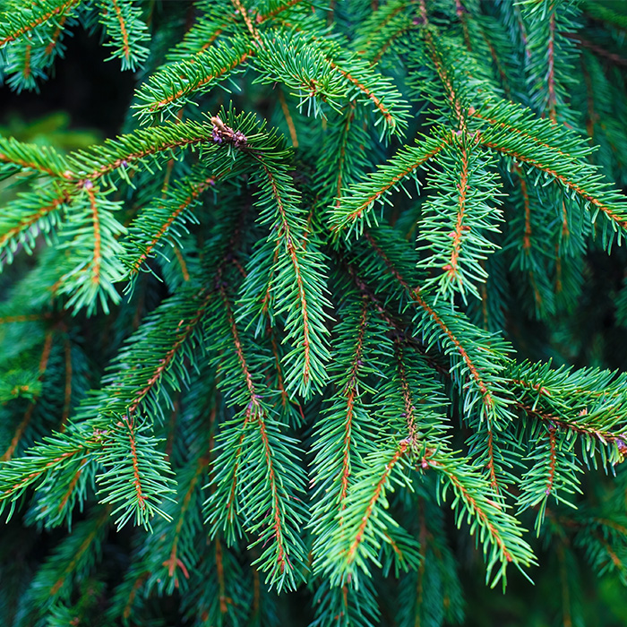 Canadian Naturals_Fir-Balsam_Sapin-Beaumier