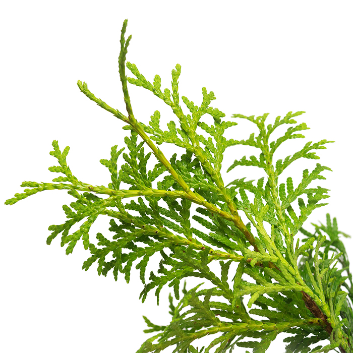 Eastern White Cedar_Cèdre blanc de l'est_Canadian Naturals