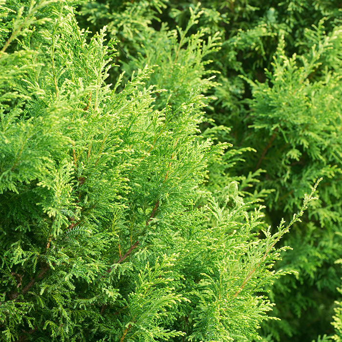 Eastern White Cedar_Cèdre blanc de l'est_Canadian Naturals