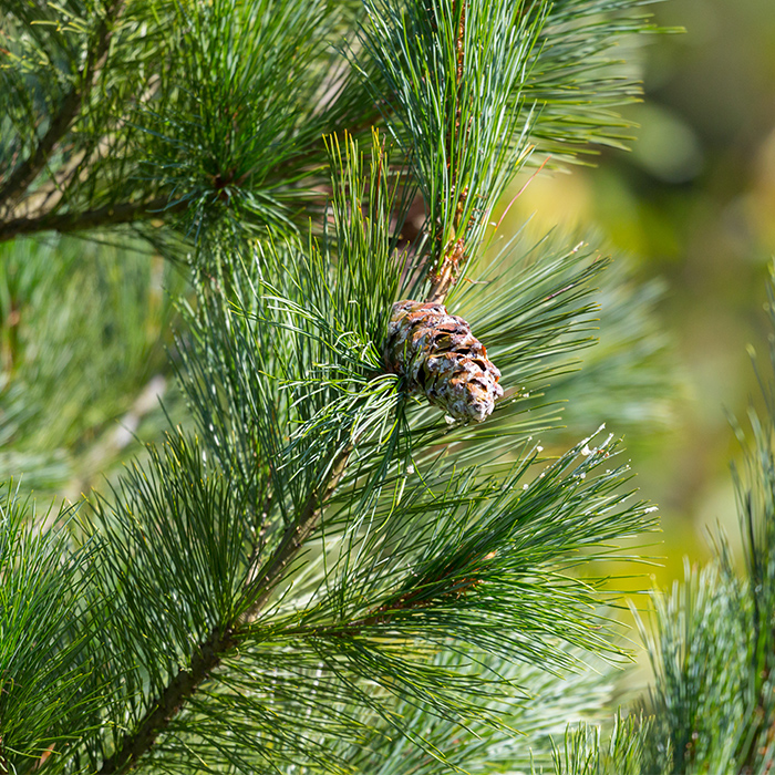 White Pine_Pin blanc_Canadian naturals_